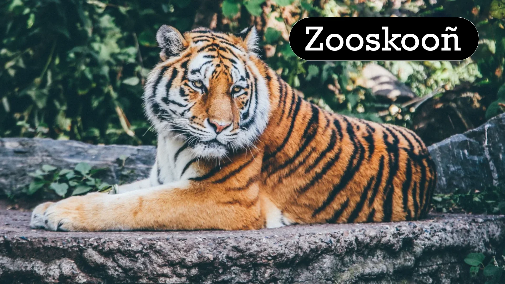 Zooskooñ: A Journey into the Fusion of Nature and Mystery